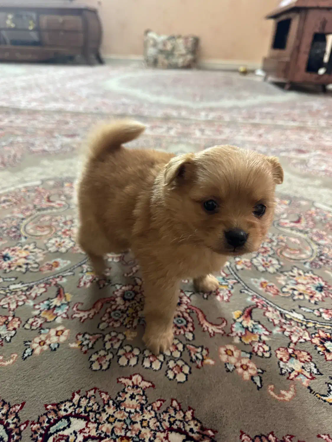 سگ پامر|سگ|مشهد, یاس|دیوار