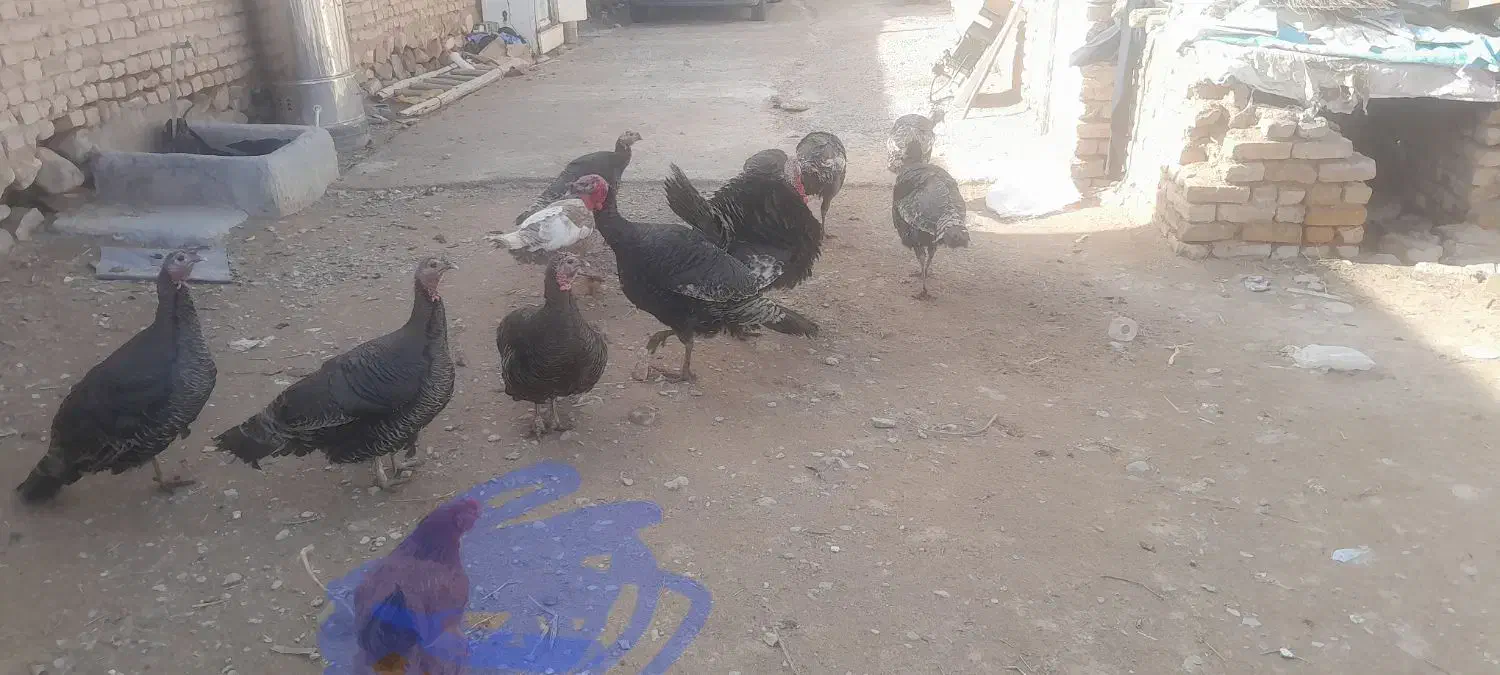 بوقلمون|حیوانات مزرعه|آبکوه, |دیوار