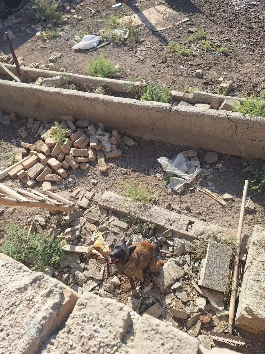 سگ مالینویز ماده|سگ|پیشوا, |دیوار