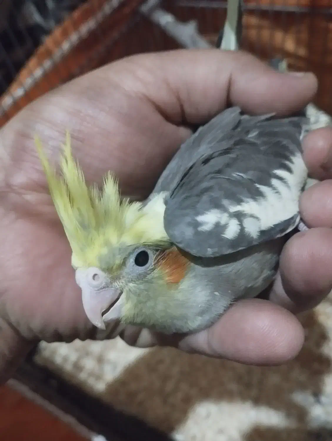 جوجه عروس هلندی|پرنده|زاهدان, |دیوار