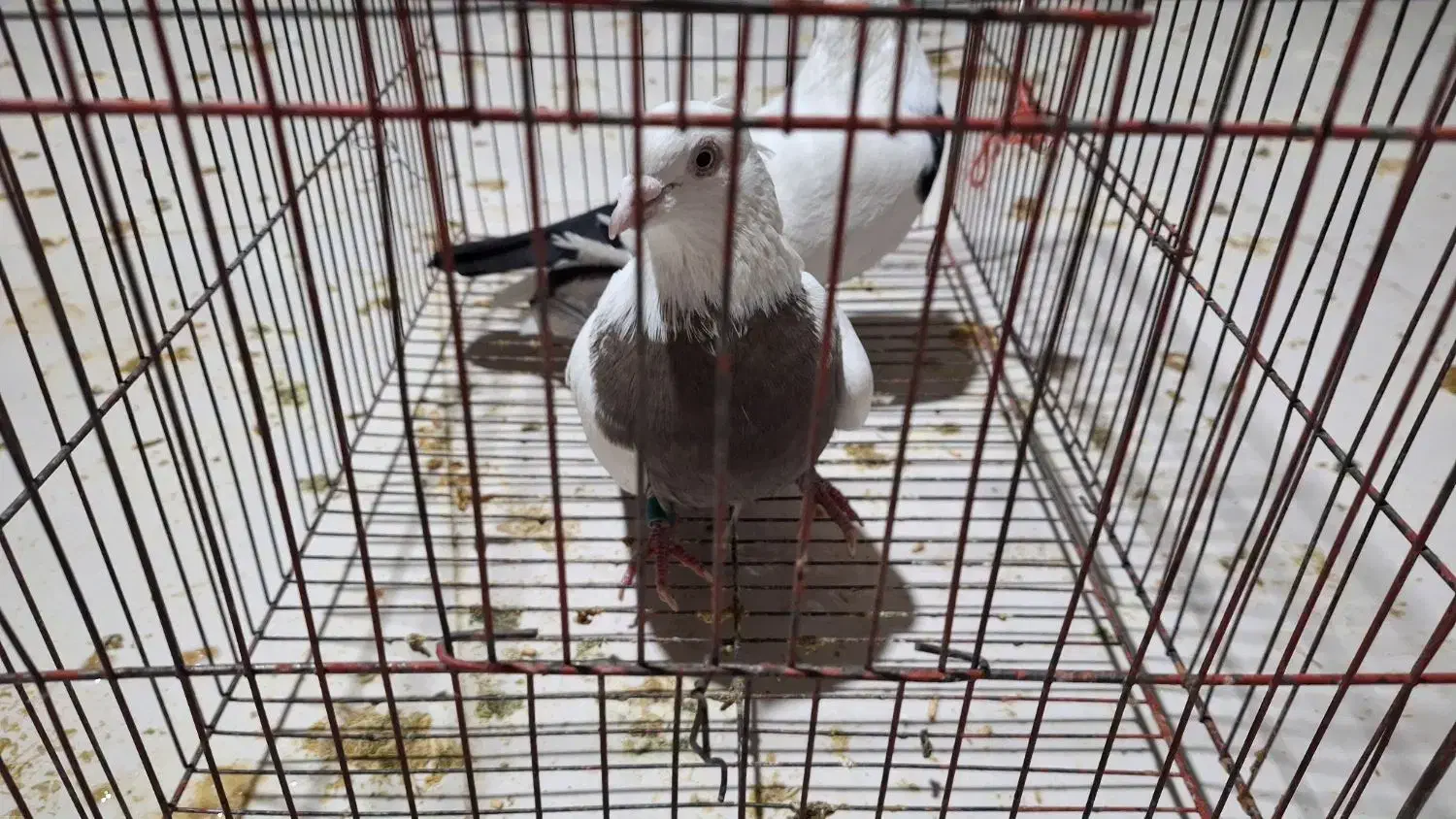 کبوتر دمی اصل|پرنده|یاسوج, |دیوار