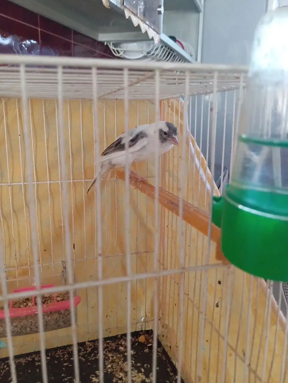 قناری نر ابلغ|پرنده|تربت‌حیدریه, قاسم آباد|دیوار