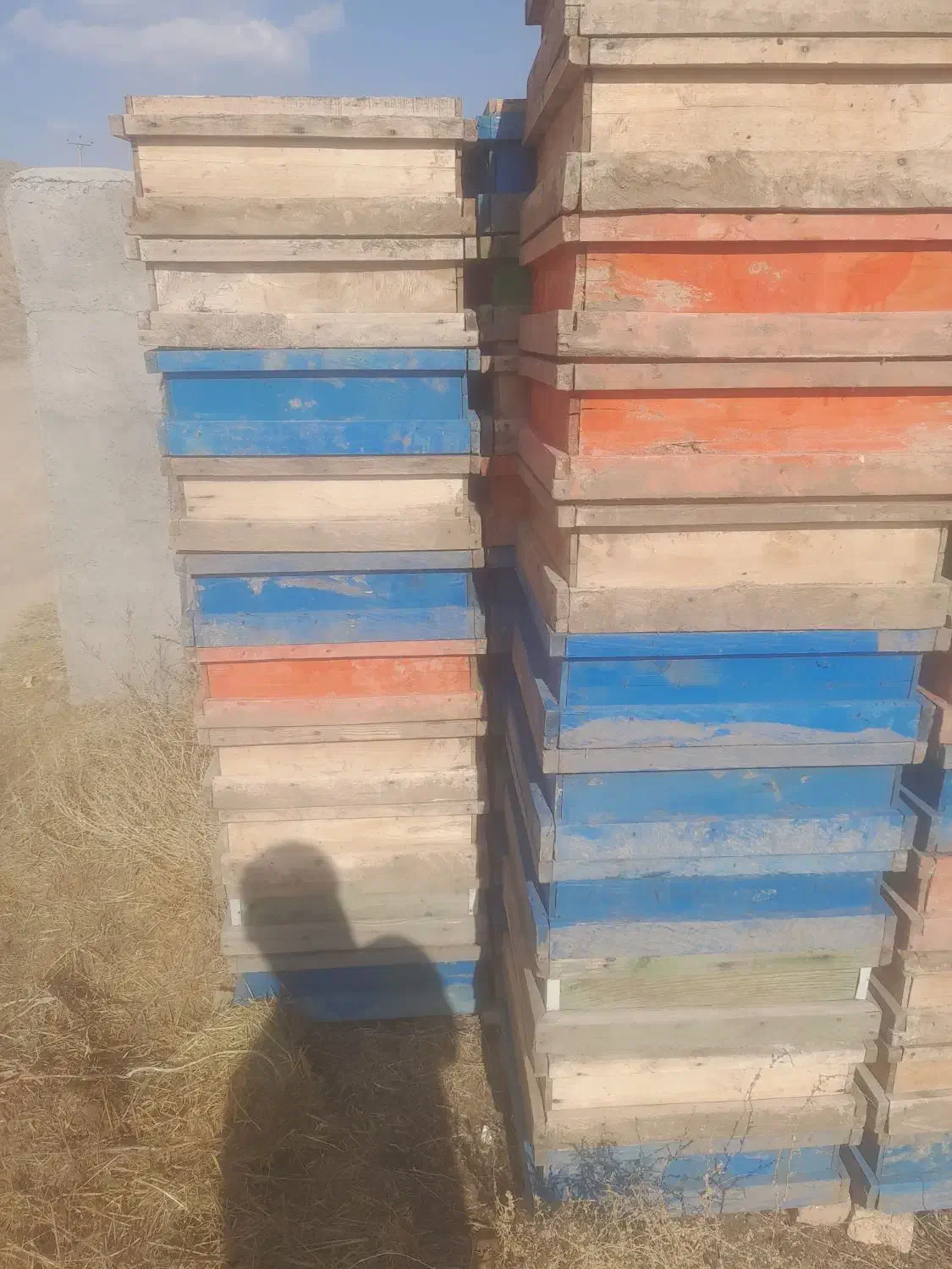 فروش طبق زنبور امریکایی|حیوانات مزرعه|کوراییم, |دیوار