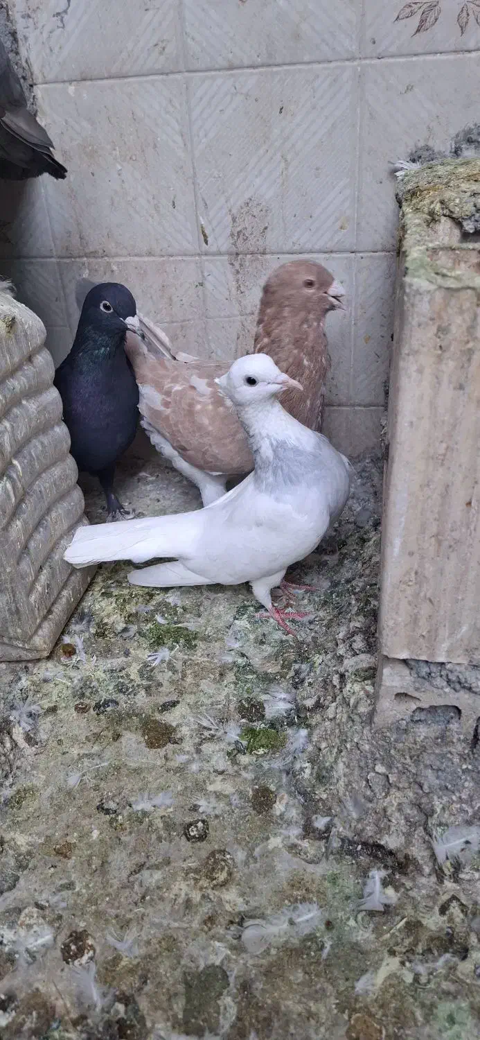 جفت طوقی و سار زاغ کرمانی|پرنده|مشهد, هفده شهریور|دیوار