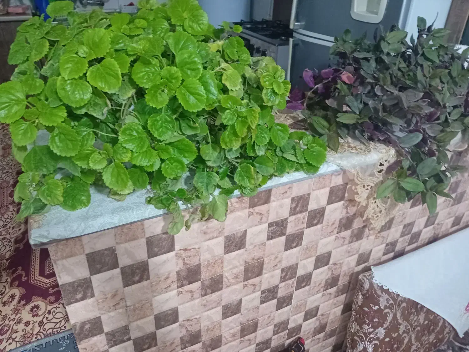 گل خانگی|گل و گیاه طبیعی|قره ضیاالدین, |دیوار