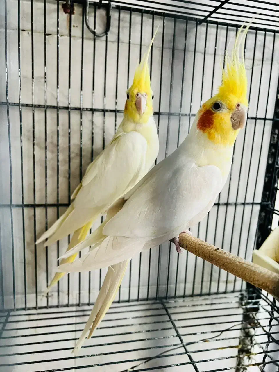 عروس هلندی ماده|پرنده|گنبد کاووس, |دیوار