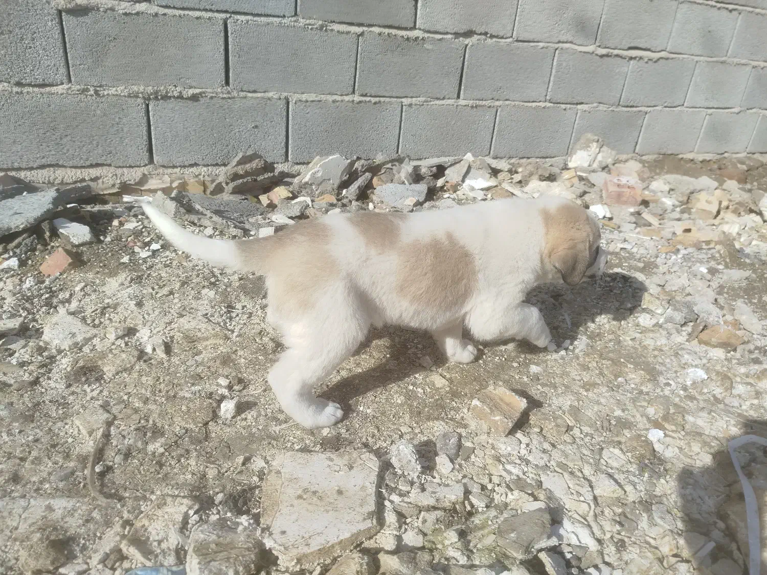 توله سگ ماده|سگ|گنبد کاووس, |دیوار