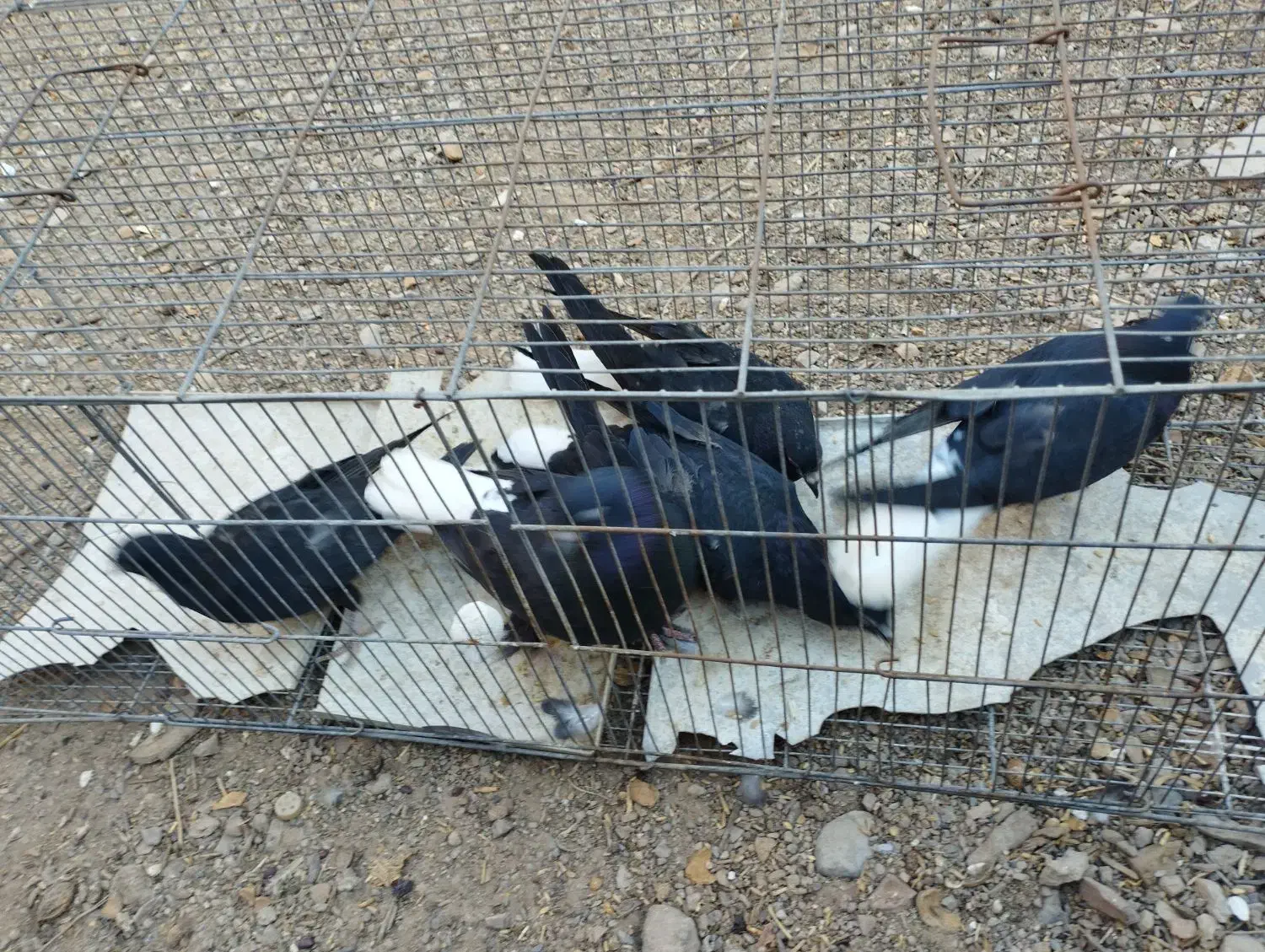 جفت کفتر|پرنده|زرند, |دیوار