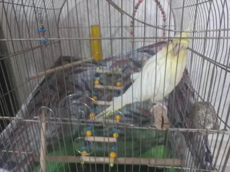 عروس هلندی ماده بالغ|پرنده|الوند, |دیوار