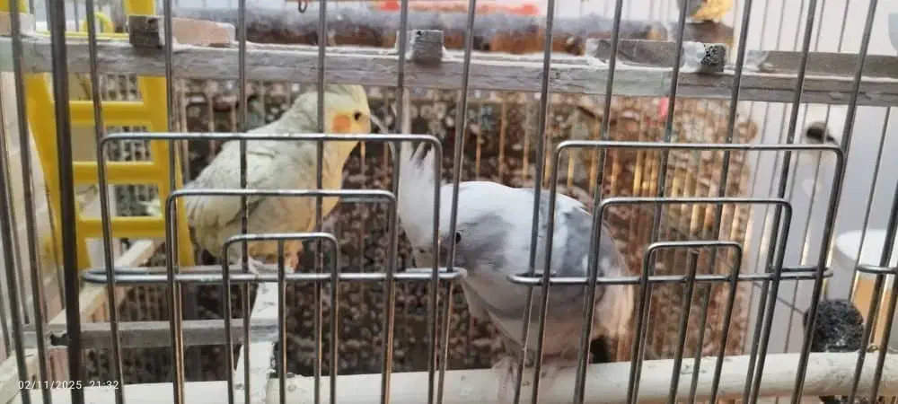 عروس هلندی|پرنده|سنندج, |دیوار