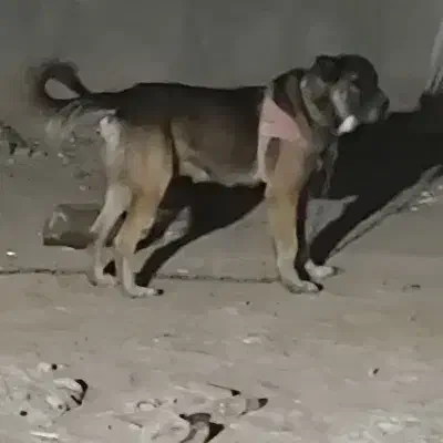 سگ سرابی|سگ|اسلامشهر, شاطره|دیوار