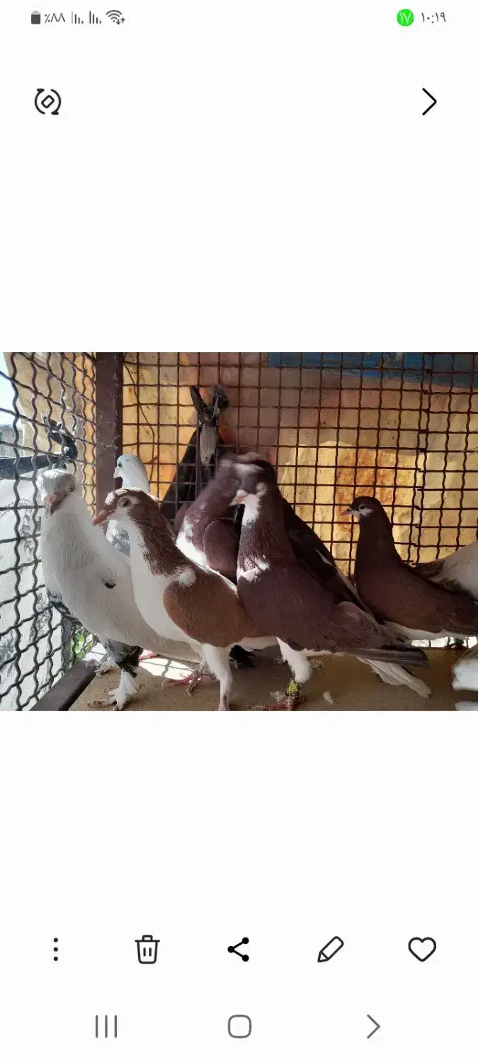 کبوتر|پرنده|شیراز, کوشک میدان|دیوار