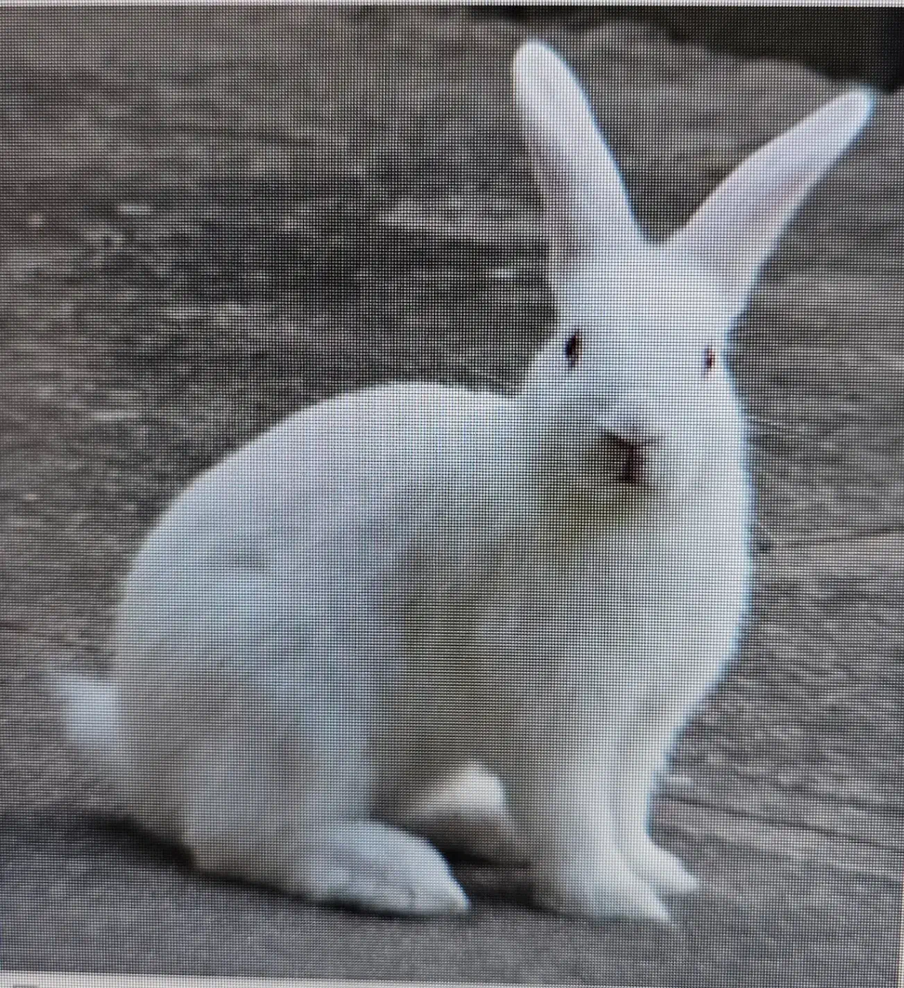 خرگوش|موش و خرگوش|شیراز, ترمینال باربری|دیوار