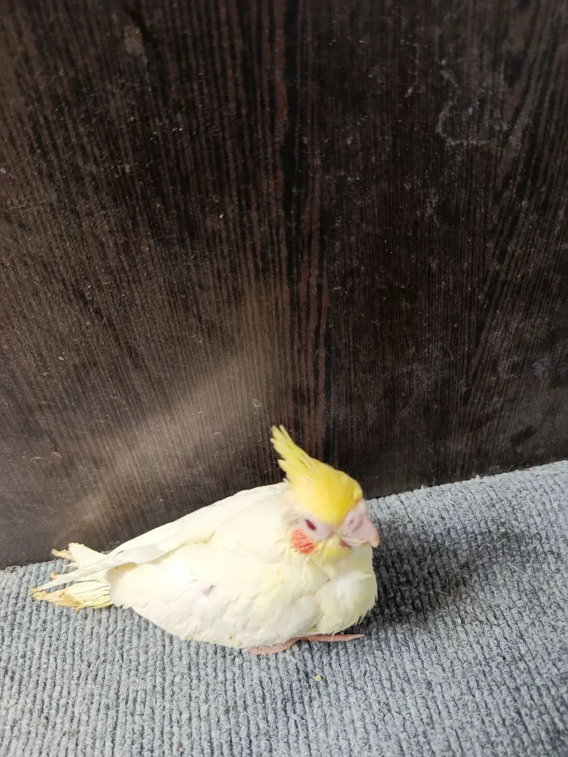 توجه قیمت شکن««عروس هلندی دستی دانخور لوتینو|پرنده|گرگان, |دیوار