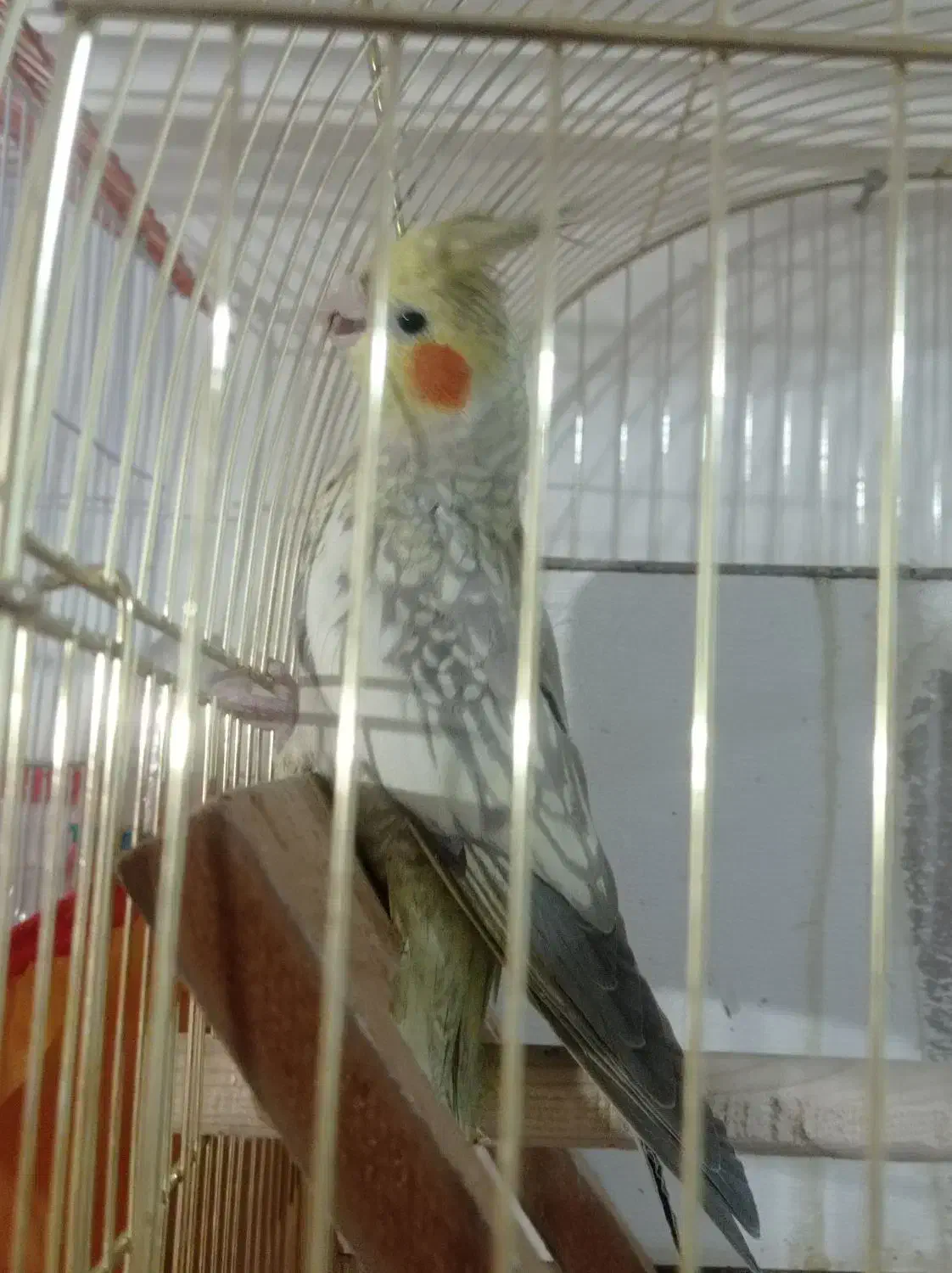 عروس هلندی نر و ماده|پرنده|زاهدان, |دیوار