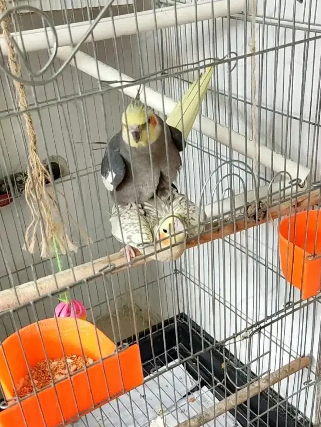 عروس هلندی|پرنده|تهران, هفده شهریور|دیوار