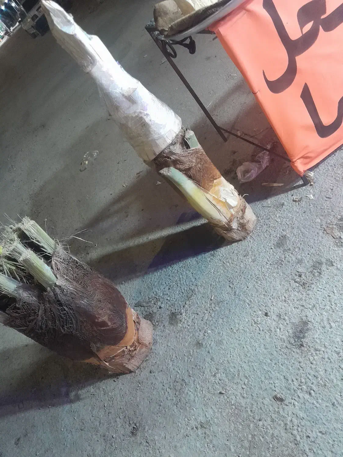 پنیر نخل آماده شیرین و ترد|خوردنی و آشامیدنی|شیراز, ملاصدرا|دیوار