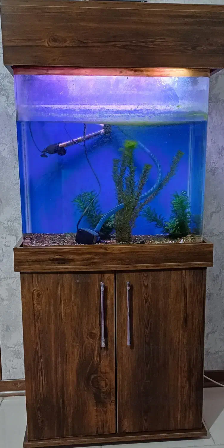 آکواریوم|ماهی|اندیشه, اندیشه فاز ۵|دیوار