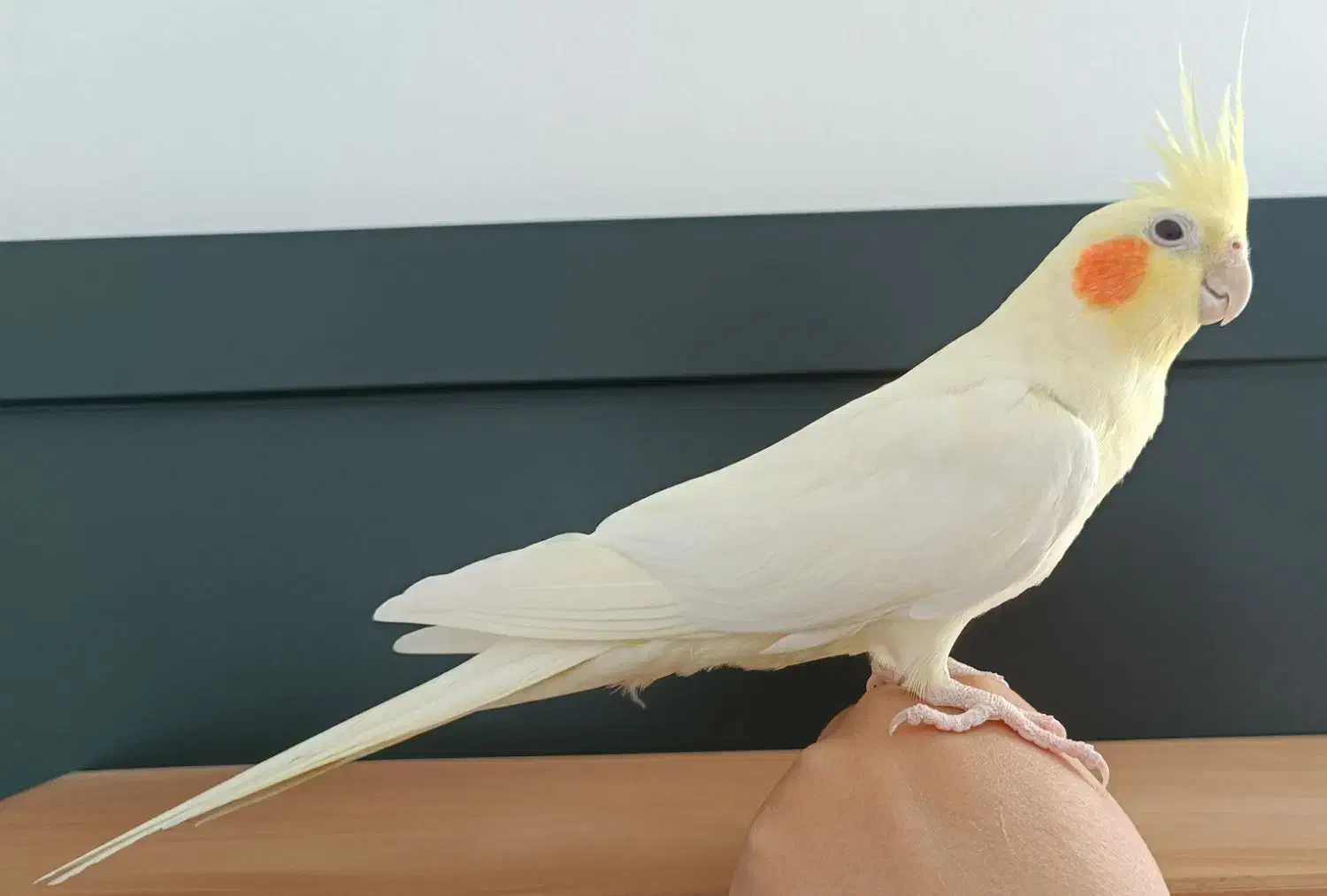 عروس هلندی|پرنده|دیواندره, |دیوار