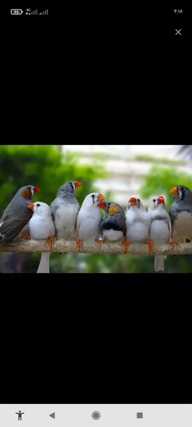 فنچ بالغ.|پرنده|تربت جام, میان جام|دیوار