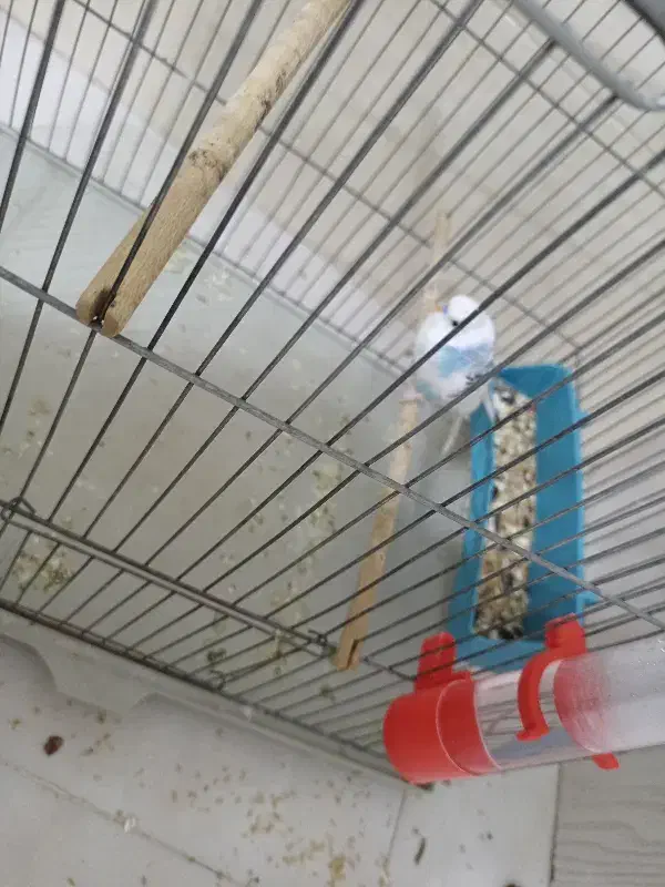 مرغ عشق|پرنده|مبارکه, |دیوار