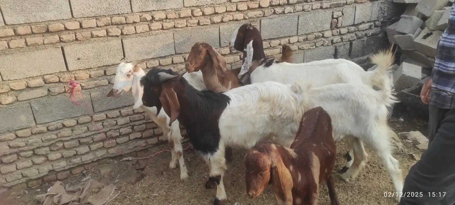 بز‌داشتی|حیوانات مزرعه|انبارآلوم, |دیوار