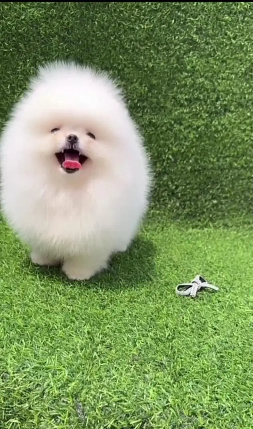 پامرانین بو فیس و تاینی پودل رنگ دارک رد|سگ|اصفهان, ملکشهر|دیوار