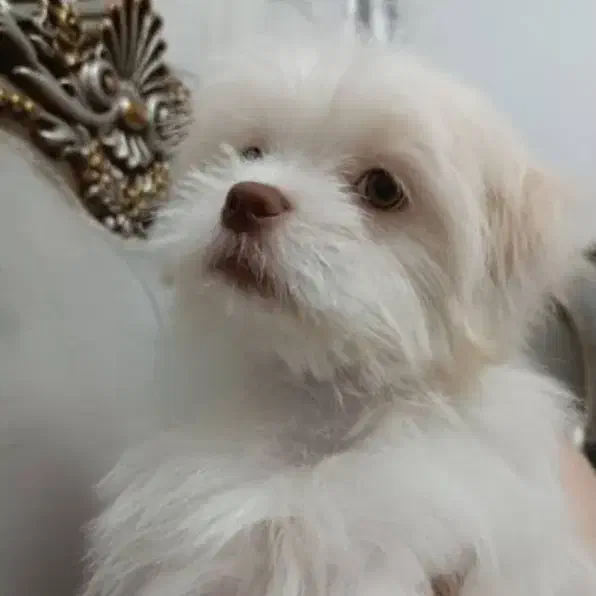 سگ پودل کراس|سگ|کرمانشاه, |دیوار