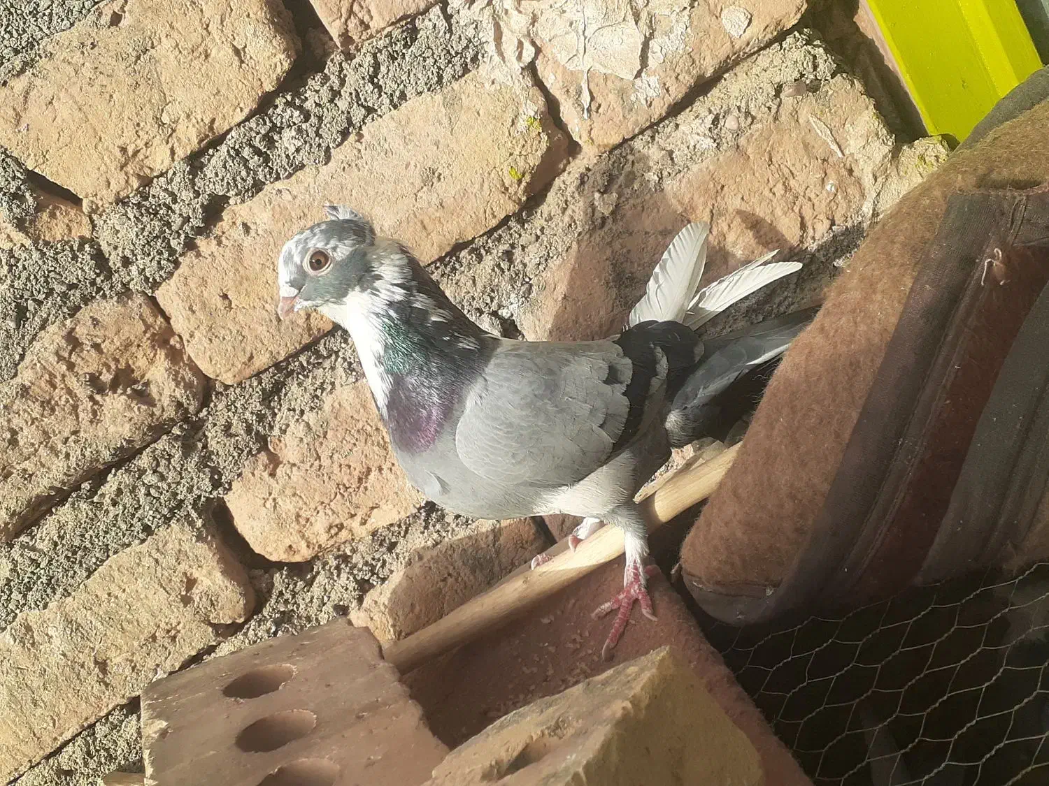 کفتر|پرنده|تایباد, |دیوار