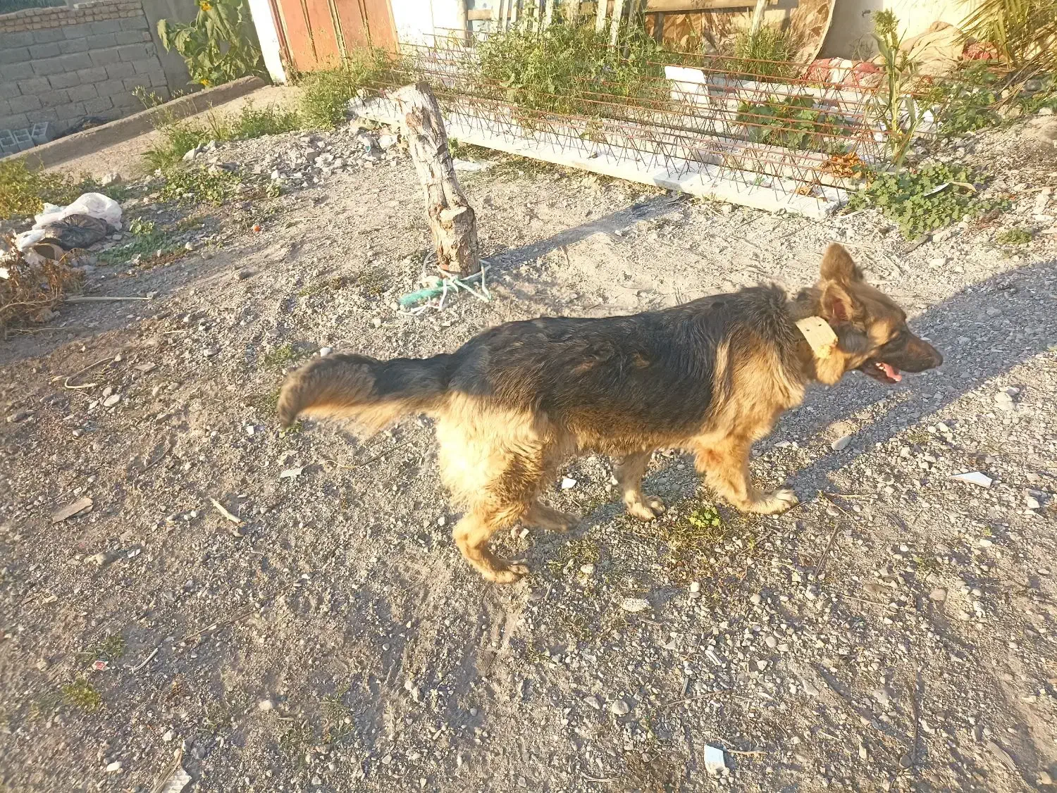 سگ ژرمن|سگ|میناب, |دیوار