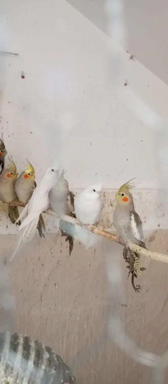 طوطی عروس هلندی|پرنده|رودسر, |دیوار