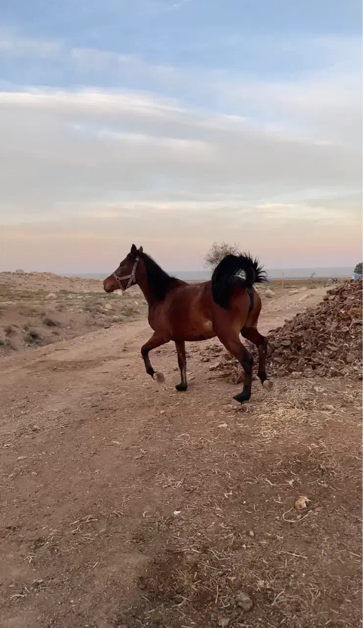 مادیون کورد|اسب و تجهیزات اسبسواری|ارومیه, |دیوار