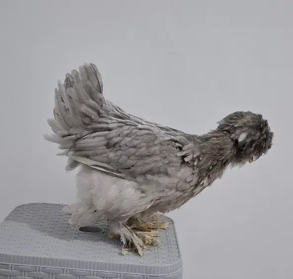 مرغ و خروس سلطان ۳ عدد|حیوانات مزرعه|تهران, افسریه شمالی|دیوار