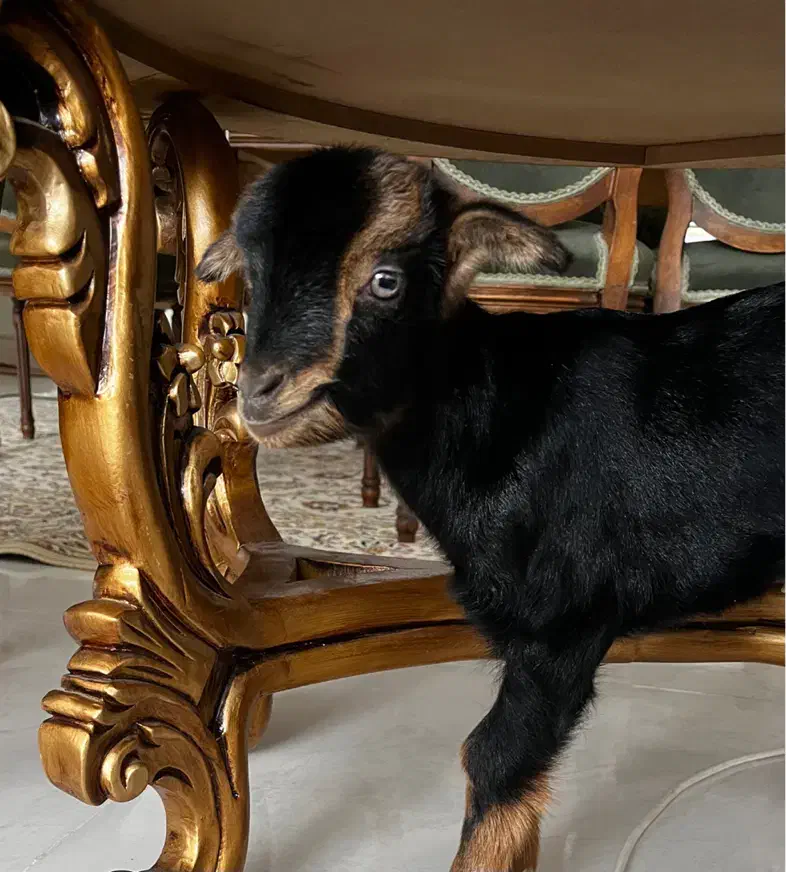 بزغاله ناقلا|حیوانات مزرعه|همدان, |دیوار