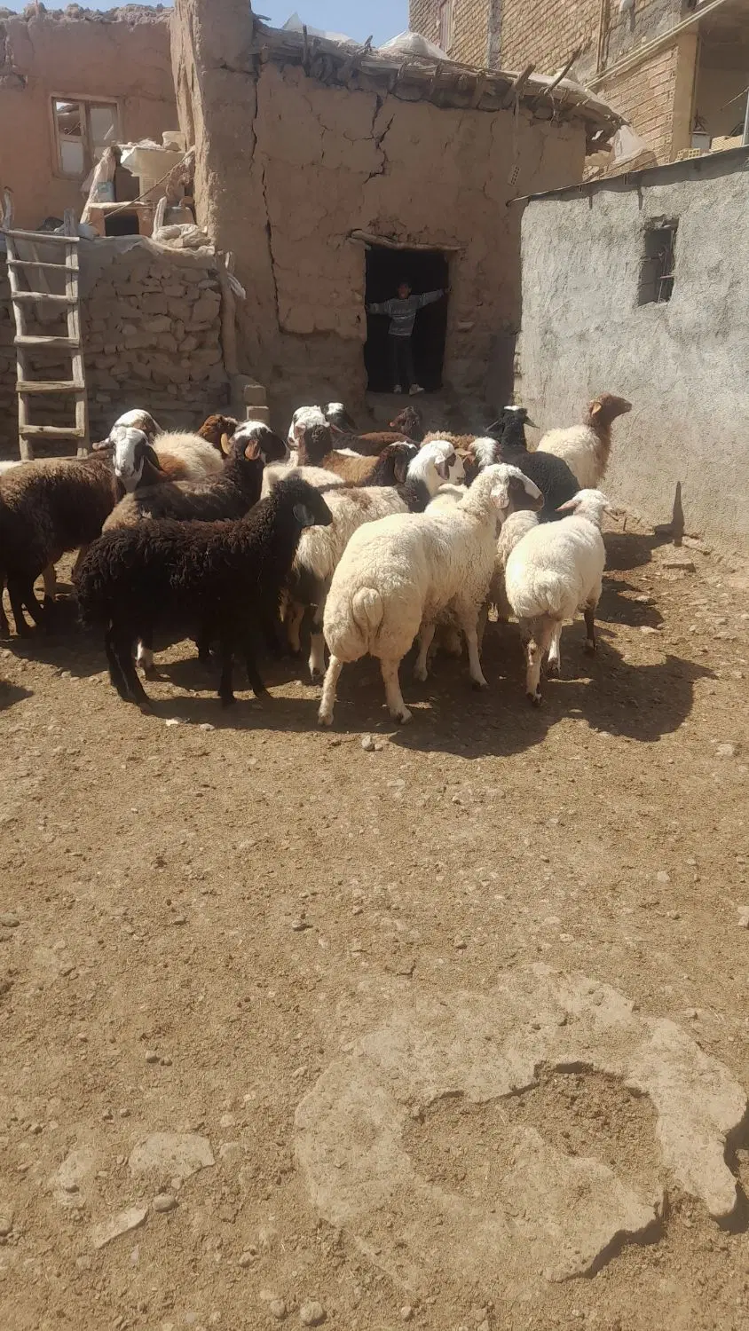 بره|حیوانات مزرعه|الشتر, |دیوار