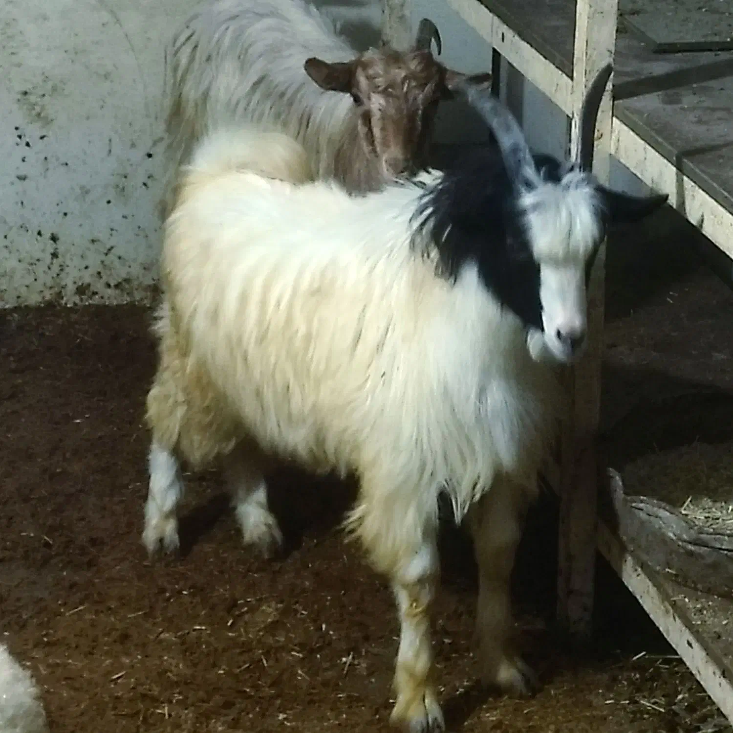 بره بز نر و ماده|حیوانات مزرعه|دابودشت, |دیوار