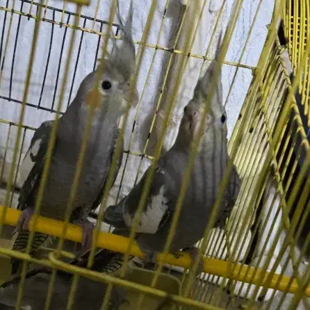 عروس هلندی دوعددباهم|پرنده|رشت, منظریه|دیوار