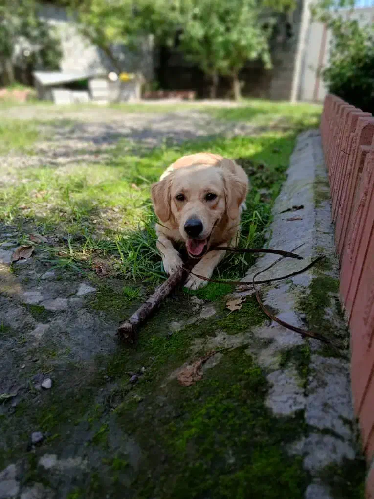 سگ گلدن|سگ|لشت نشا, |دیوار