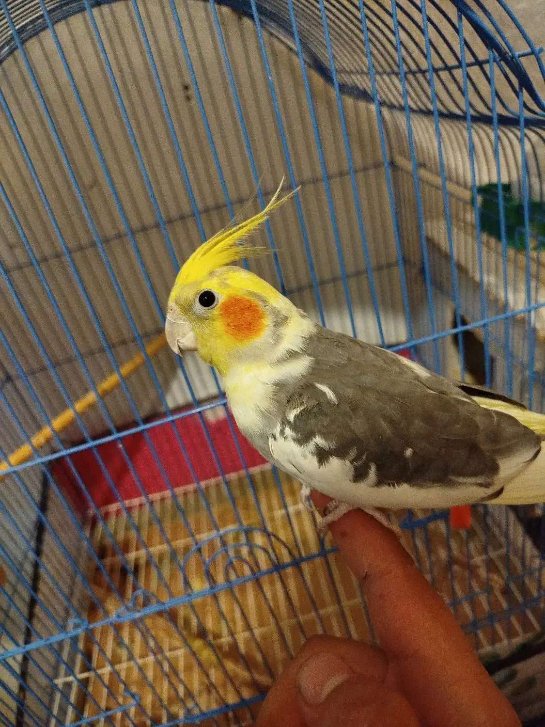 عروس هلندی نر|پرنده|سراب, |دیوار