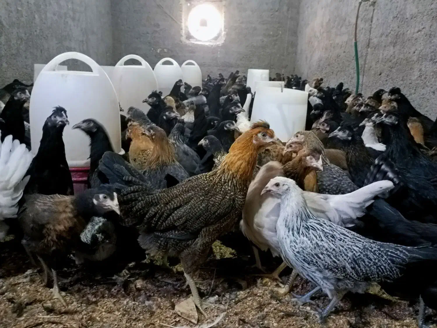 مرغ جهادی نژاد تخمگذار و گلپایگانی|حیوانات مزرعه|کاشان, خرمدشت|دیوار