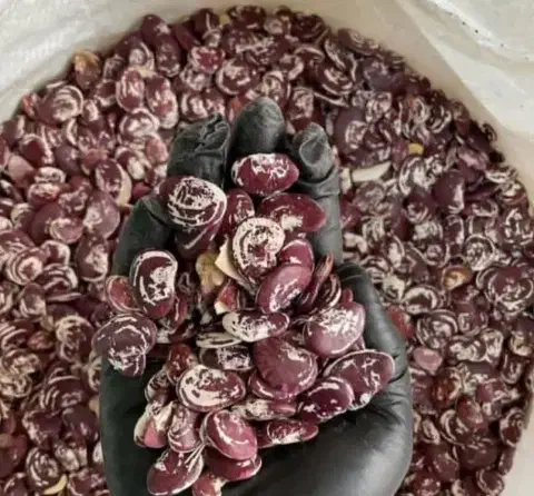فروش لوبیا درشت یا لوبیا عروس قیمت مناسب|خوردنی و آشامیدنی|تربت جام, پاسداران|دیوار