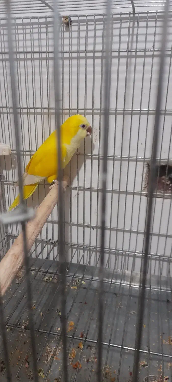 طوطی راهب لوتینو نر|پرنده|لواسان, |دیوار