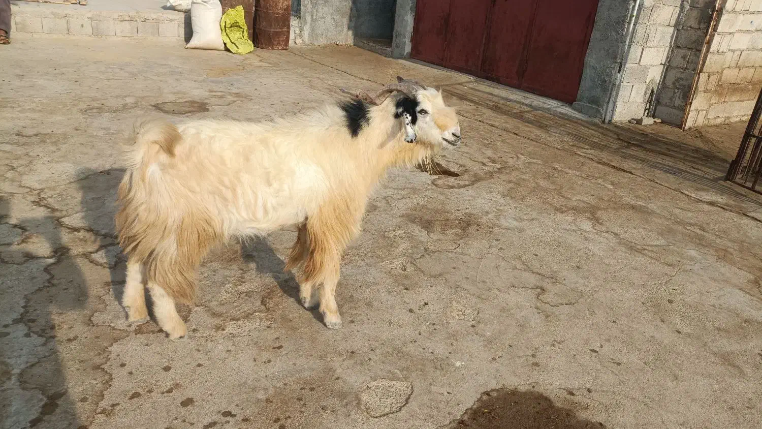 فروش پازن درجه یک|حیوانات مزرعه|خورموج, |دیوار