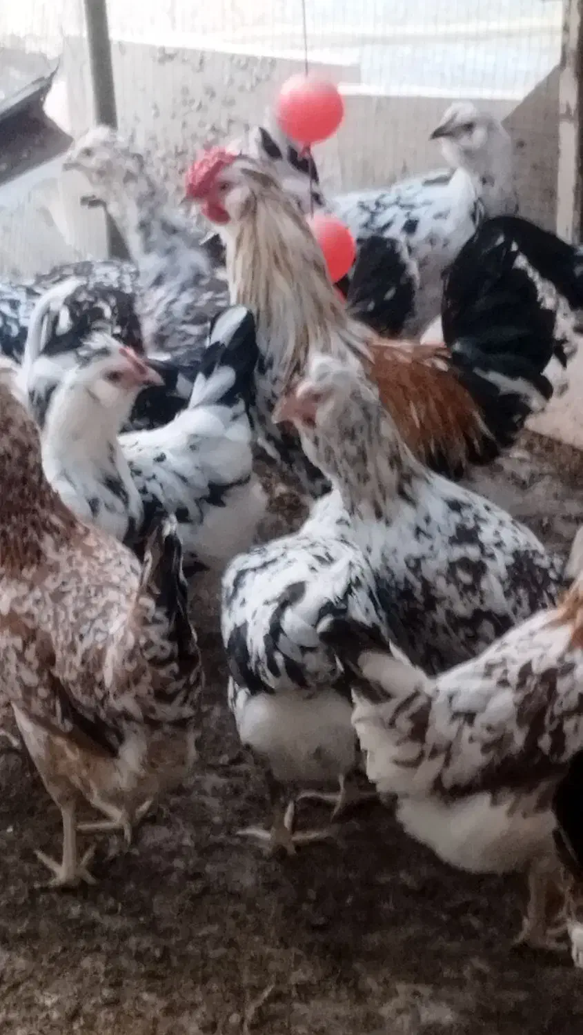 تخم مرغ|حیوانات مزرعه|شهرضا, |دیوار