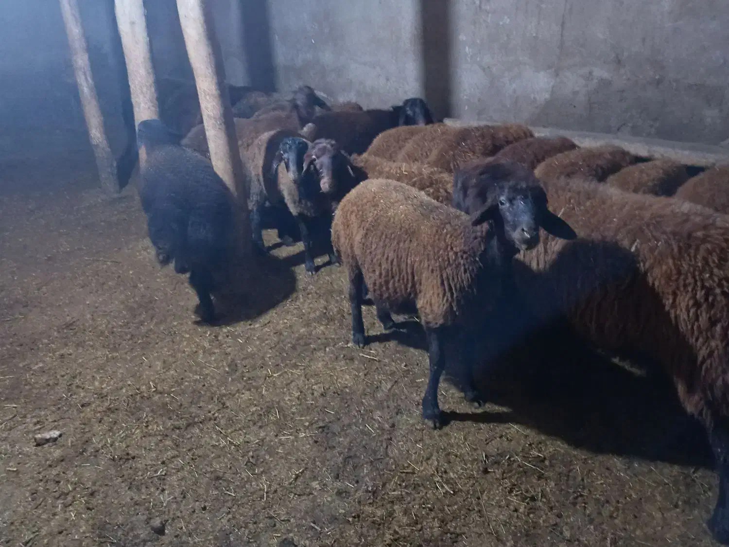 بره نر افشار 30عدد|حیوانات مزرعه|ماهنشان, |دیوار