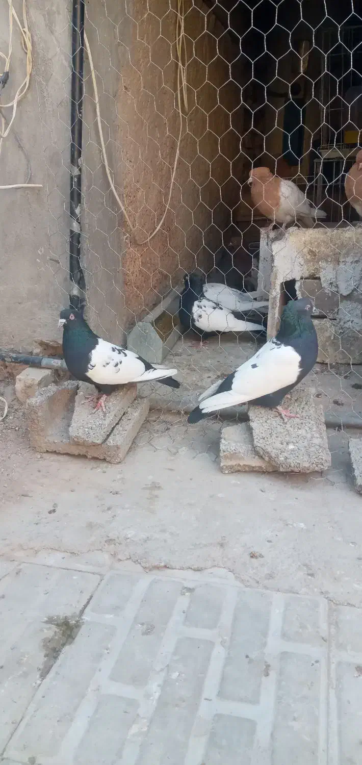 کبوتر سینه سیاه|پرنده|مرودشت, ژیان|دیوار