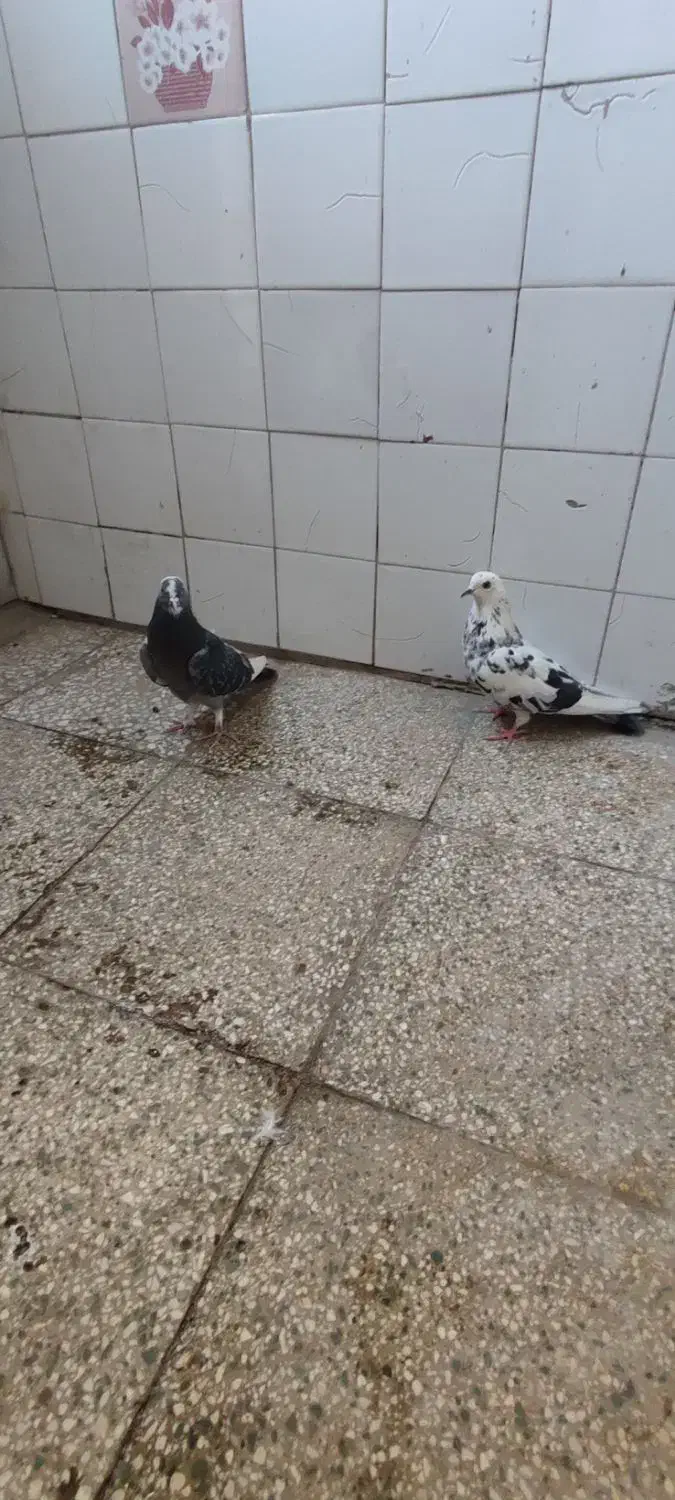 کفتر پرشی|پرنده|قم, علی آباد سعدگان|دیوار