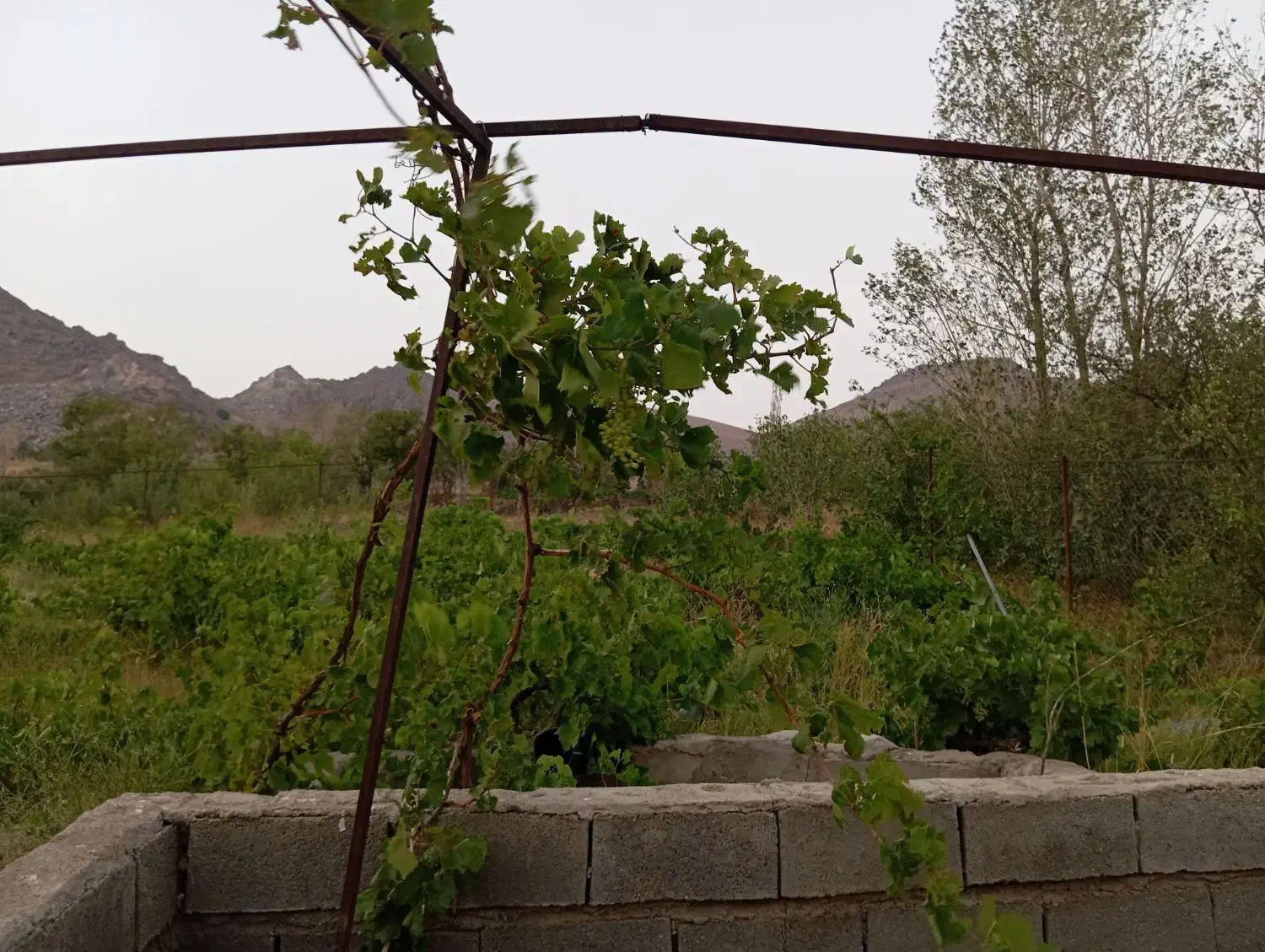 فروش باغ|فروش خانه و ویلا|خرمدره, |دیوار