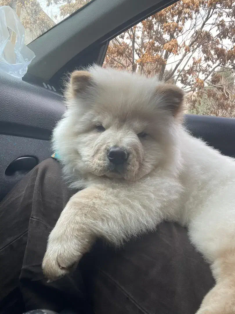 چاو چاو|سگ|کرج, عظیمیه|دیوار