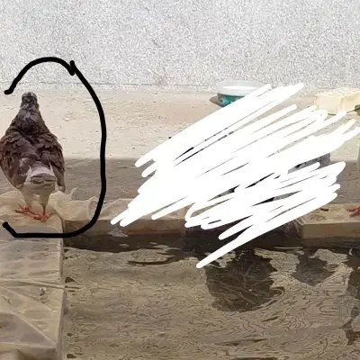 کبوتر|حیوانات|نظرآباد, شهرک صنعتی سپهر|دیوار